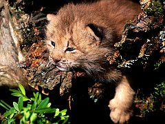 Peaking Interest, Canada Lynx